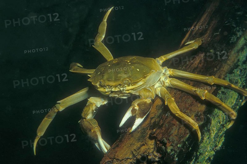 Chinese mitten crab