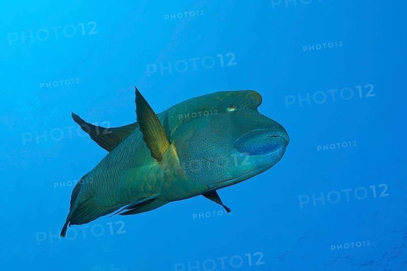 Napoleon Humpback Wrasse