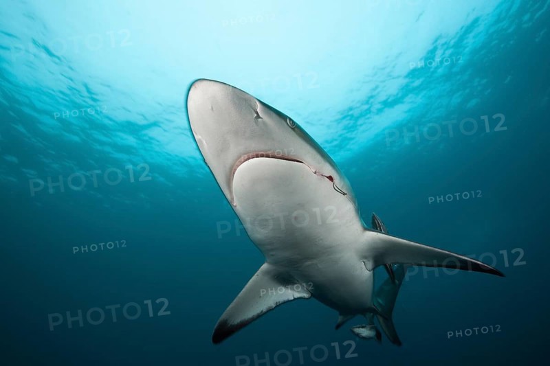 Blacktip Shark