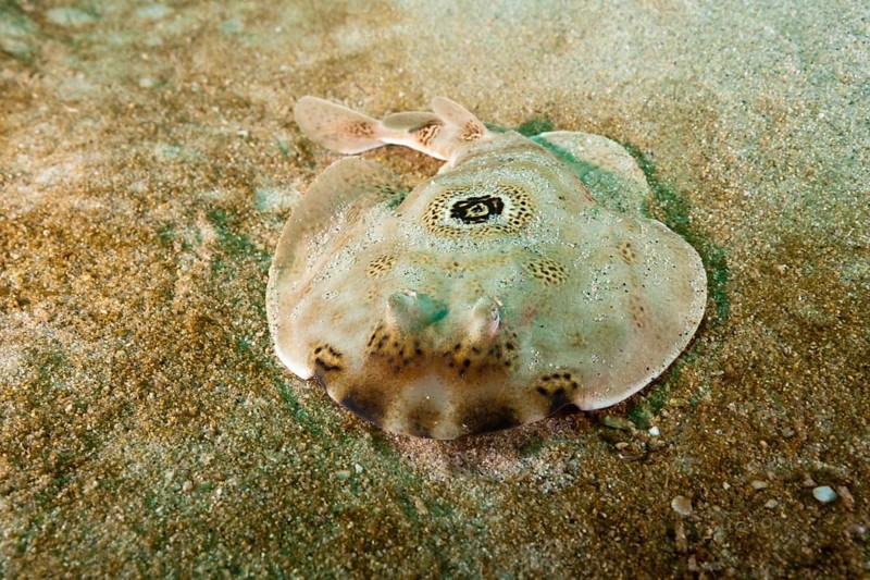 Ocellated Electric Ray