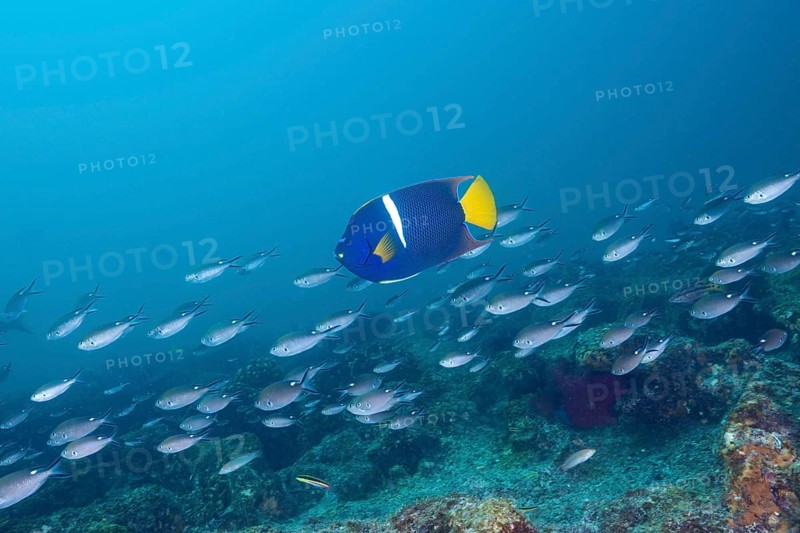 King angelfish