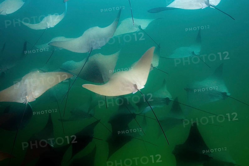 School of the Pacific nose ray