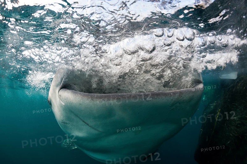 Feeding whale shark