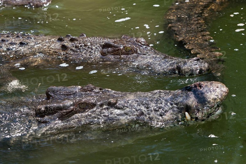 Saltwater crocodile