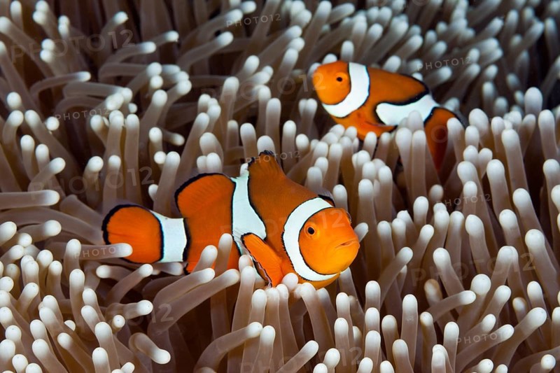 True clown anemonefish