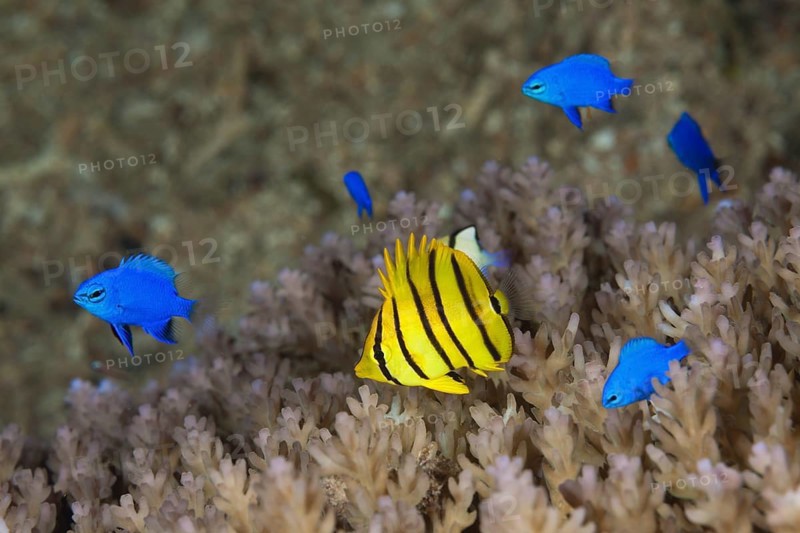 Juvenile eight-banded butterflyfish and blue sapphire demoiselles