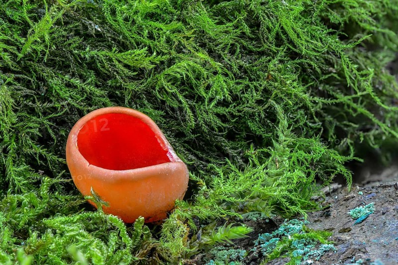 Scarlet elfcup