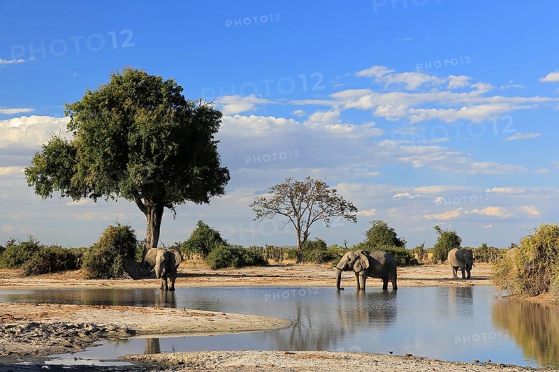 African elephant