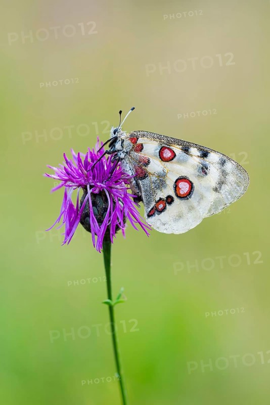 Red Apollo butterfly female
