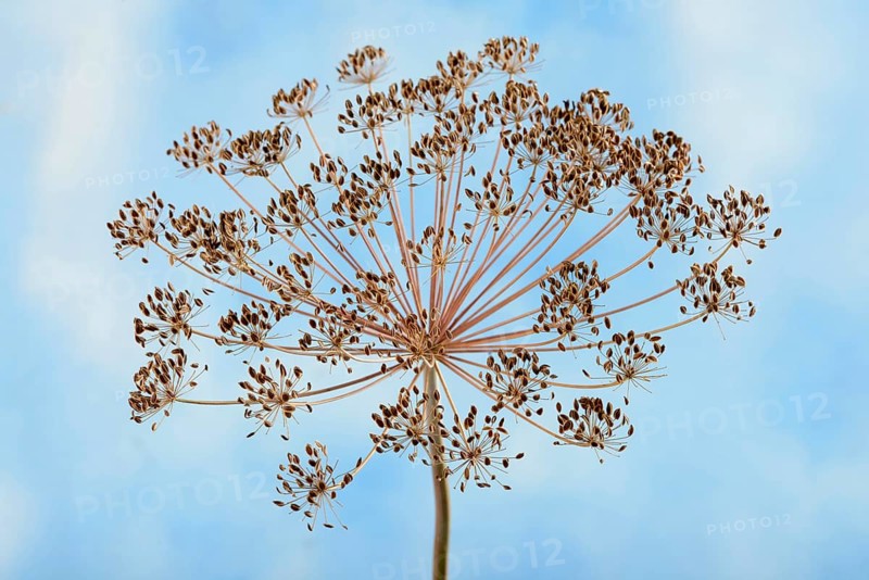 Dill