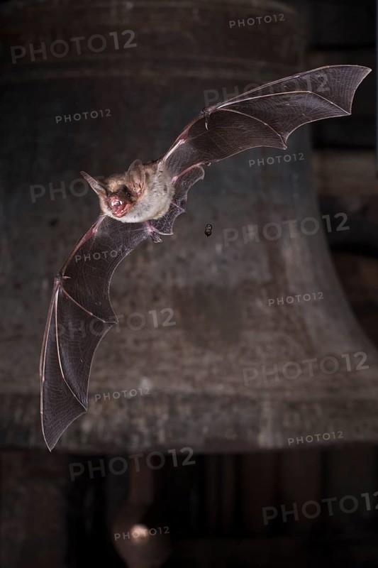Greater mouse-eared bat
