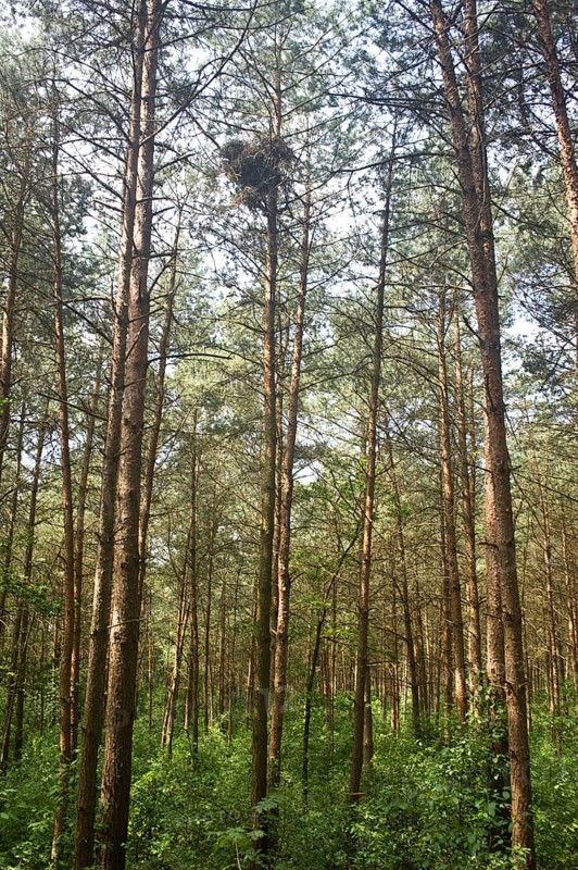 Eyrie of the goshawk