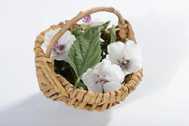 Althaea officinalis