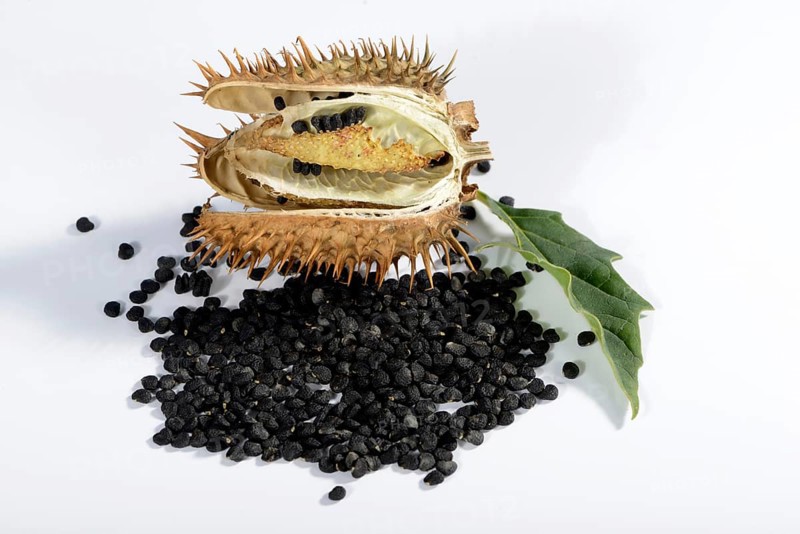 Jimson Weed e