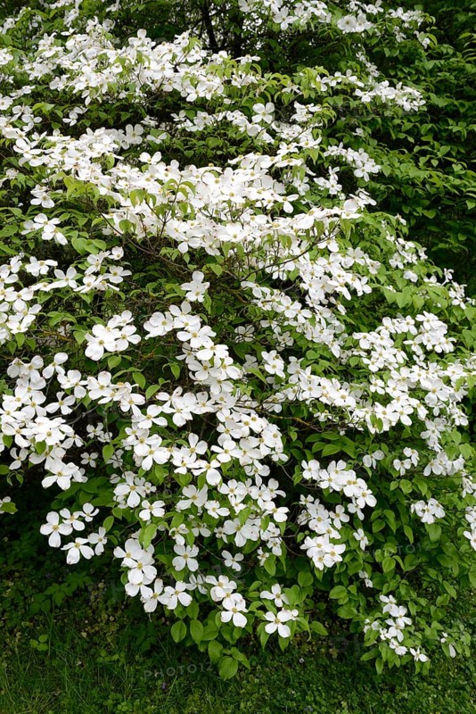 Flowering dogwood