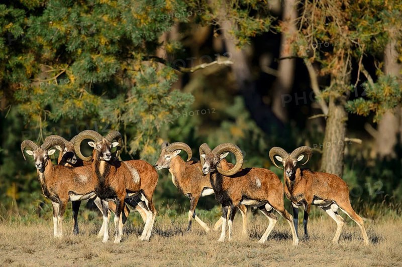Mouflons