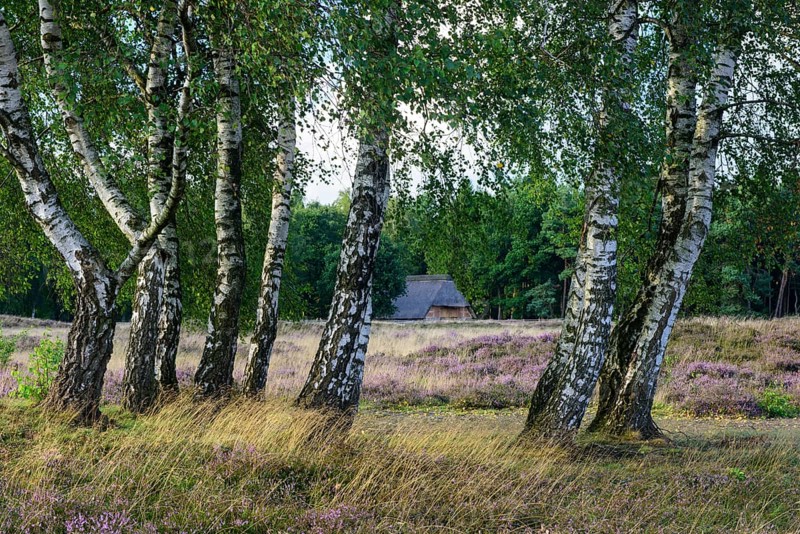 Pestruper cemetery