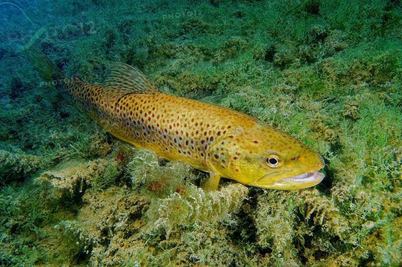 Brown Trout