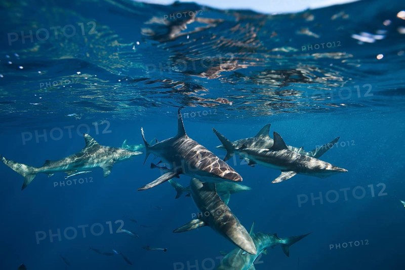 Blacktip Sharks