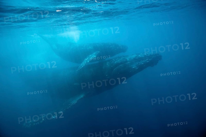 Humpback whales