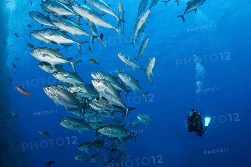 Scuba Diver and Shoal of Bigeye Trevally