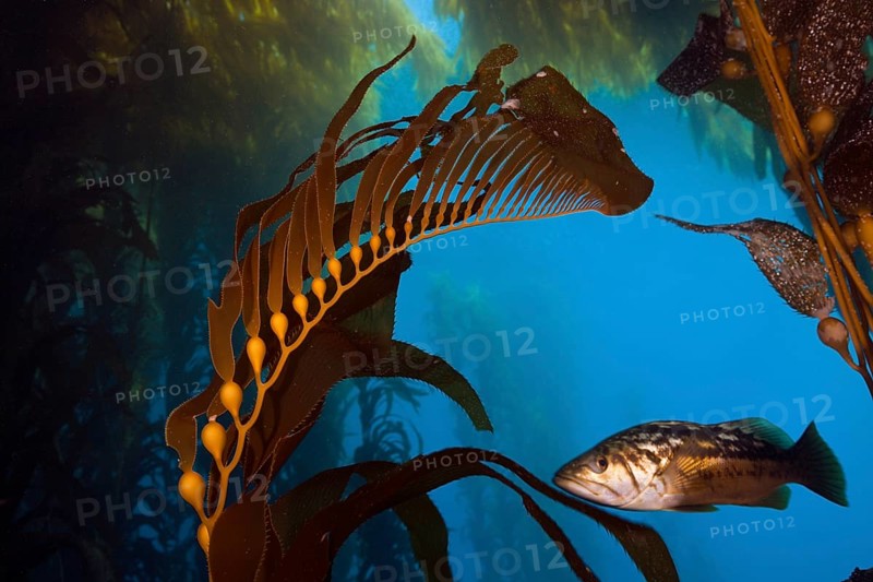 Kelp perch in kelp forest