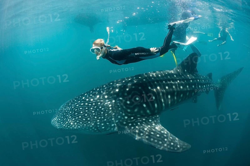 Whale shark