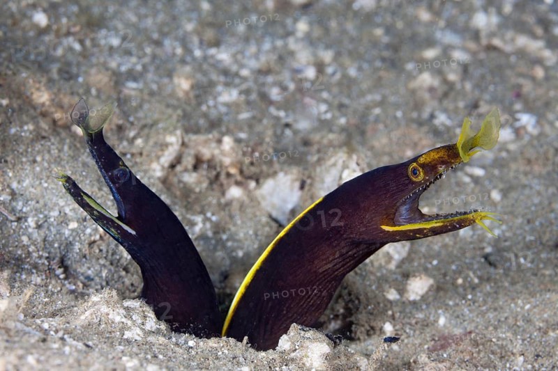 Two juvenile ghost morays