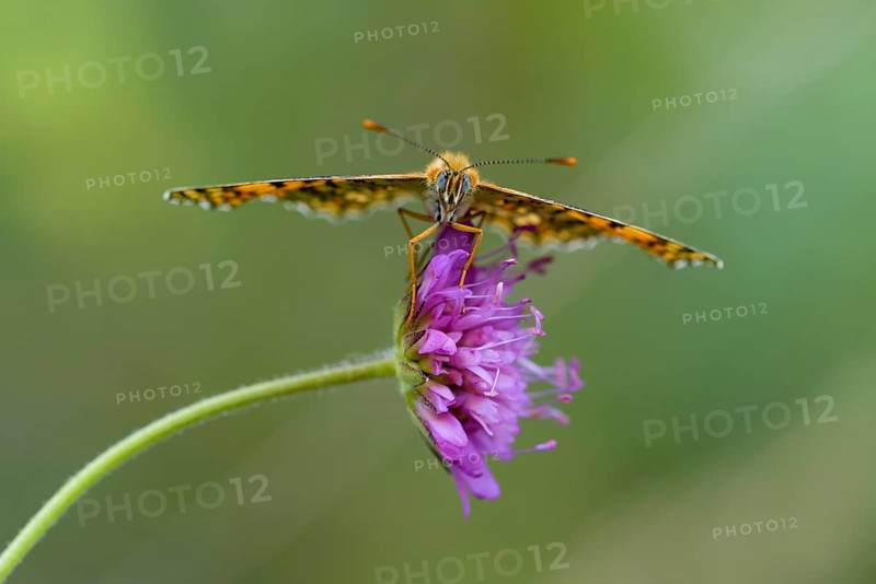 Knapweed fritillary