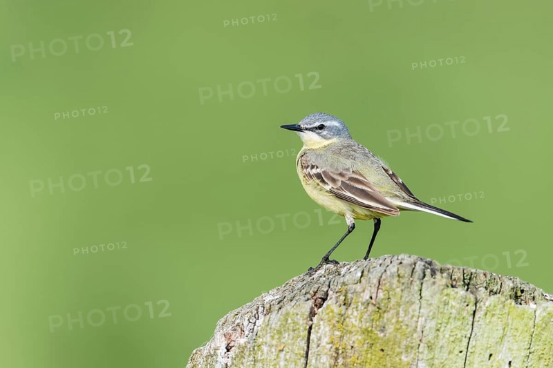 Yellow wagtail