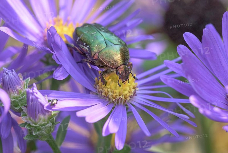Golden Shining Rose Beetle