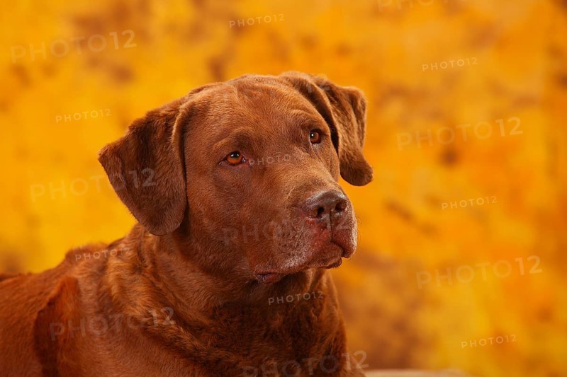 Chesapeake Bay Retriever