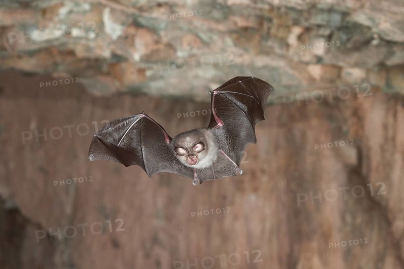 Lesser horseshoe bat