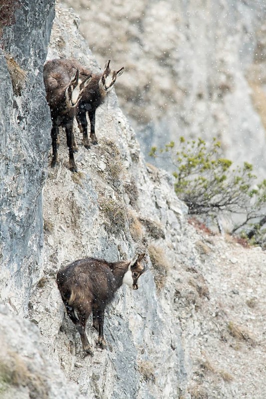 Chamois or goats