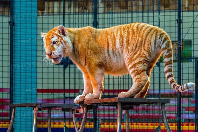 Tiger