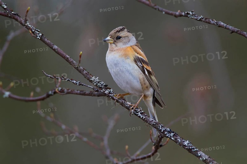 Brambling