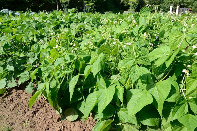 Broad beans