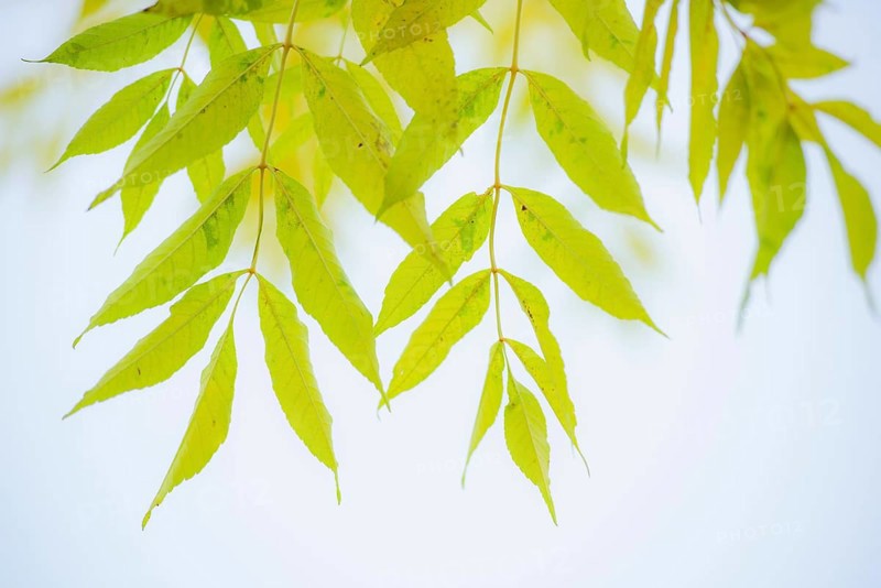 Pecantree
