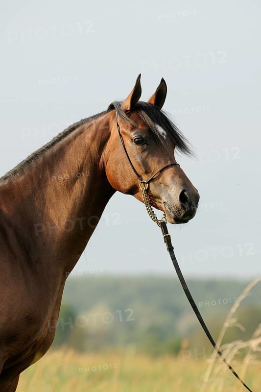 Arabian thoroughbred