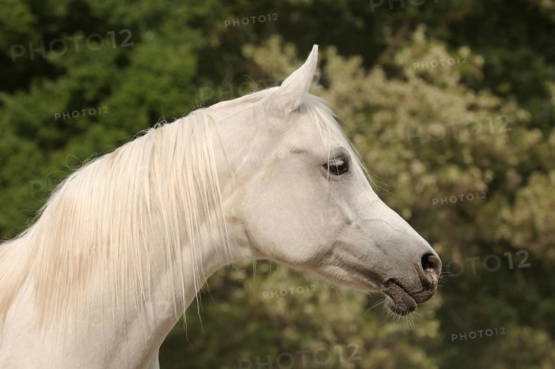 Arabian thoroughbred