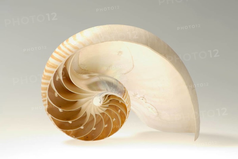 Nautilus