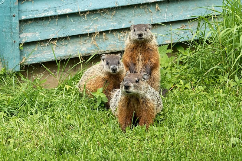 Woodchucks