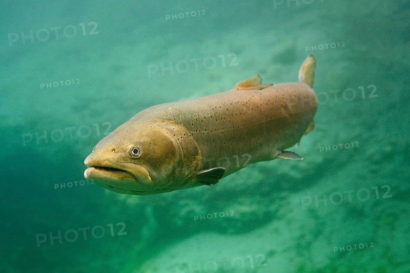 Danube salmon