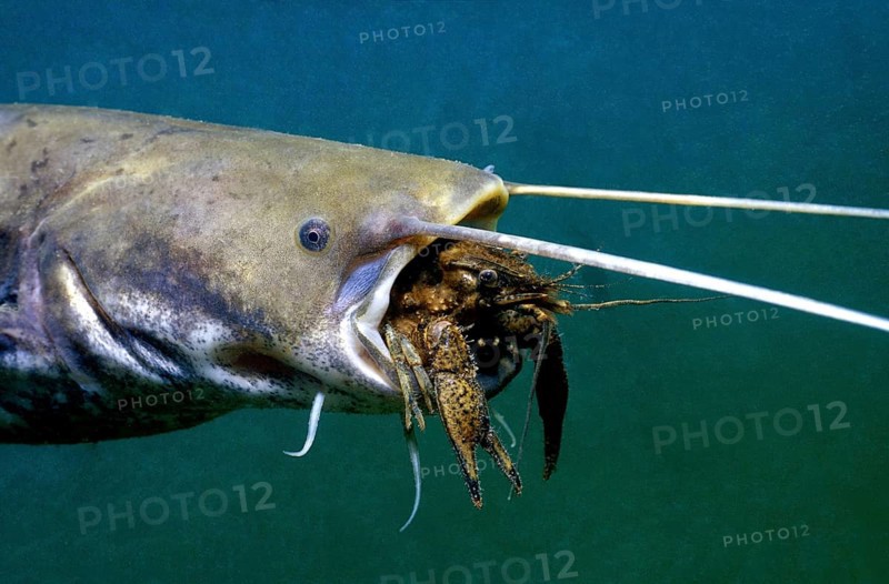 Catfish eating crayfish