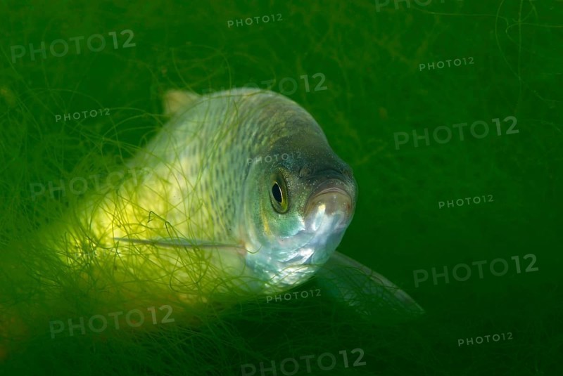 Prussian carp