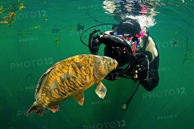 Diver with carp