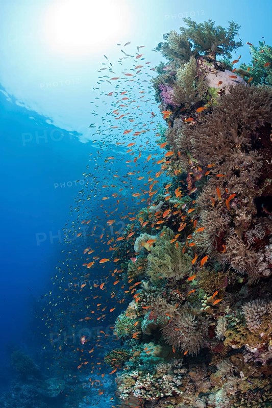 Harem flagfish on the reef