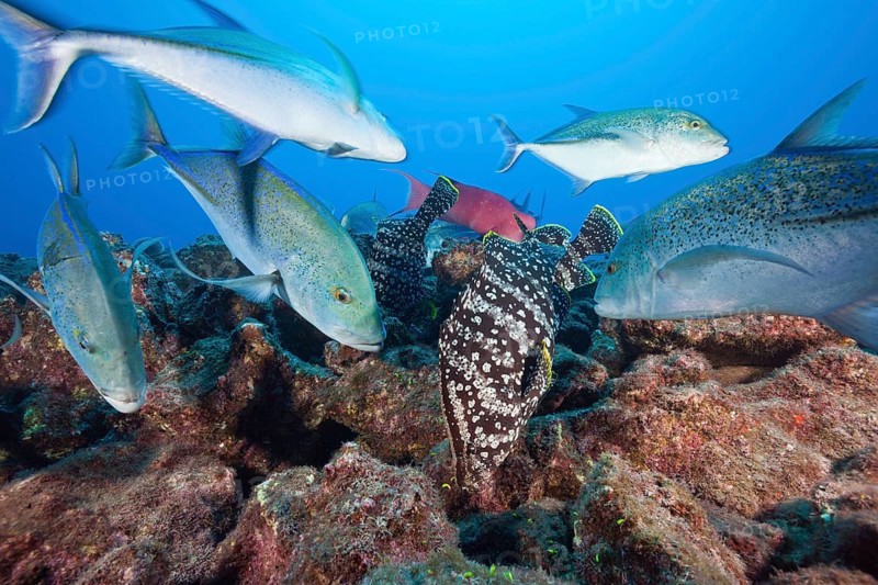 Bluefin trevallies
