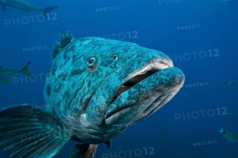 Potato Grouper