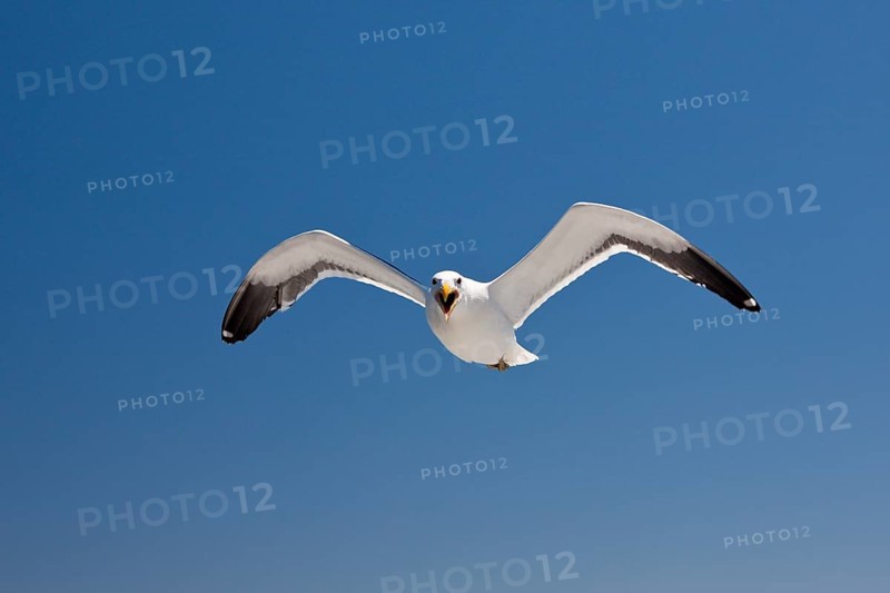 Kelp Gull